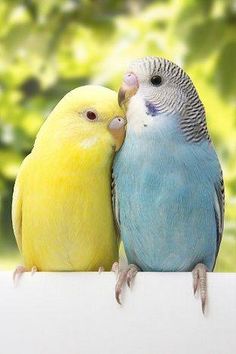 Periquitos de amor.